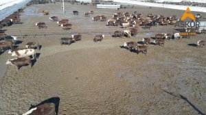Kazbeef обзор откормочной площадки.