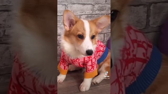 Новый свитер 😎#коргипемброк #корги#щенки #собаки #собакилучшелюдей смотреть онлайн