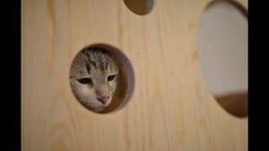 Игровой Комплекс для Кошек!!!
