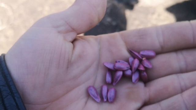 Посевной материал подсолнуха евралис Генералис Франция 14.7кг под евролайтинг оригинал и подделка смотреть онлайн