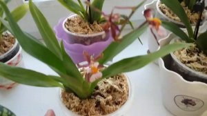 Мини коллекция мини орхидей.