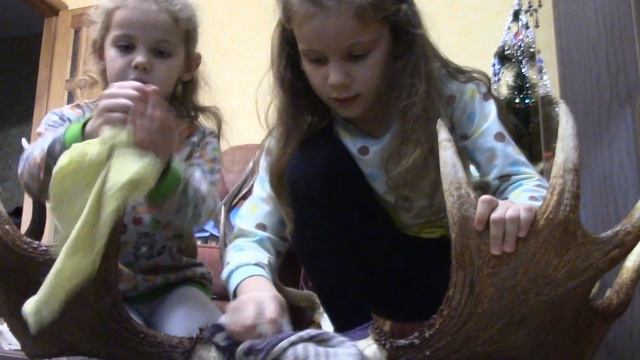 Охотничьи трофеи: рога оленя, лося, косули, клыки кабана. смотреть онлайн