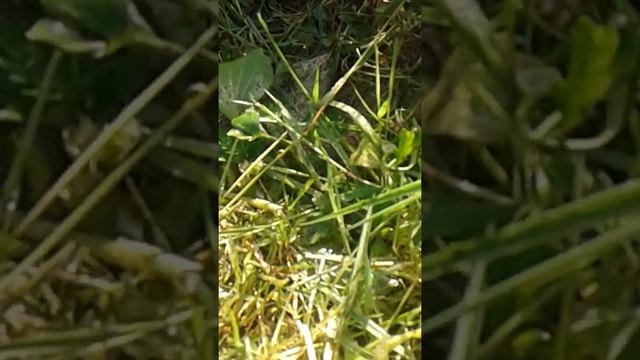 Как Раки кормятся смотреть онлайн