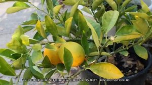 Как вырастить лимон дома на подоконнике