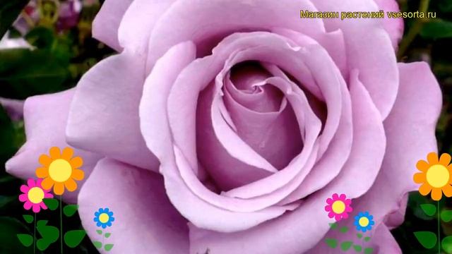 Роза чайно-гибридная Шарль де Голль. Краткий обзор, описание характеристик Charles De Gaulle смотреть онлайн