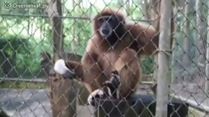 Как поют гиббоны