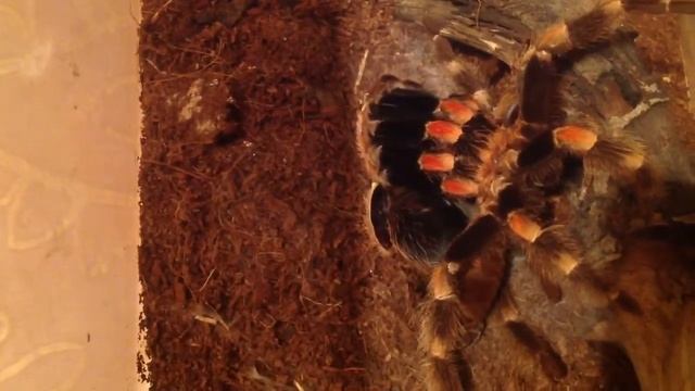 Процесс линьки паука птицееда. Часть 1 смотреть онлайн