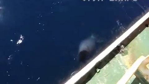 Колоссальный кальмар