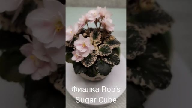 Фиалка Rob's Sugar Cube ( мини) ???