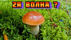 2я Волна, пошли белые грибы сейчас в Подмосковье