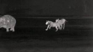 Дикая природа Тайная Жизнь Львов _ The Secret Life of Lions 4K .mp4