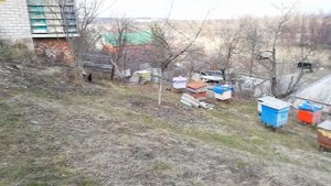 Весенняя обработка пчелосемей муравьиной кислотой.