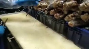 Клыкач как можно правильно  разделить