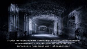 Делаем мацерат календулы