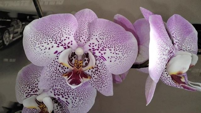 Цветение орхидеи фаленопсис Джиллиан. (Phal. Jillian)