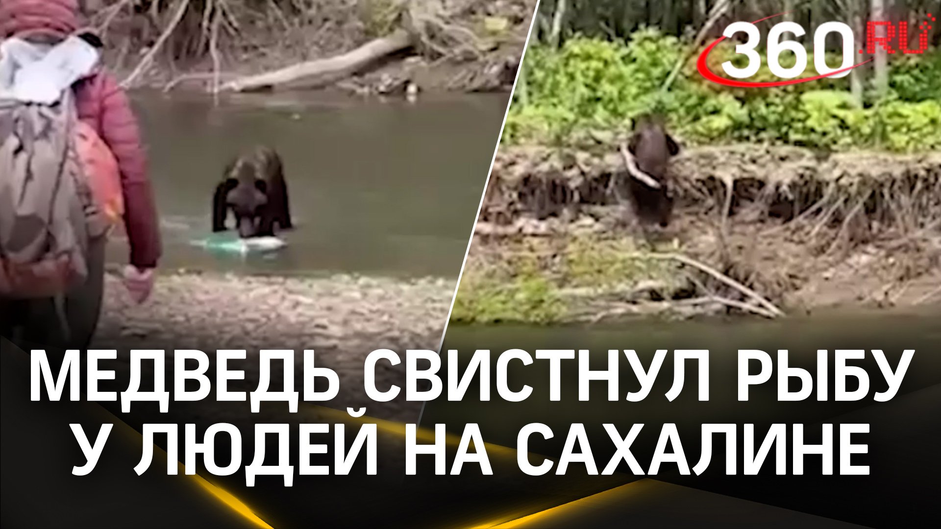 Рыбаки застали медведя с поличным за кражей жирного улова — перепуганный малый еле удрал