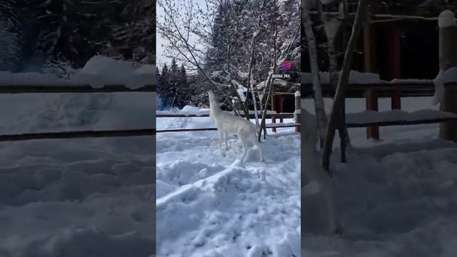 Путешествие в сказку. Лесная избушка. Ленинградская область. #nature #animals #санктпетербург смотреть онлайн