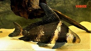 Рыба Чукучан Китайский Парусник. Содержание в аквариуме, разведение, совместимость