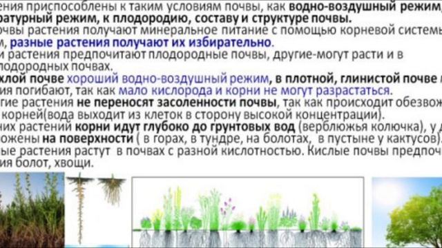 Почвенная среда - характеристика, приспособления растений и животных. Подготовка к ЕГЭ по биологии.