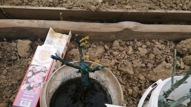 Сажаю розы в горшки , какие они, а так же рассаду в парнике. смотреть онлайн