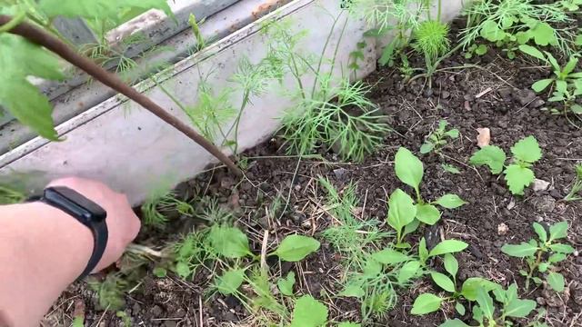 Все пропало/ Атака с огорода / Откуда гитара смотреть онлайн