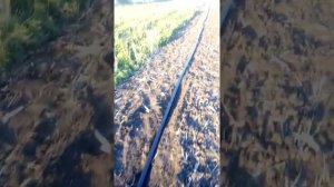 Капельный полив мотопомпой форте