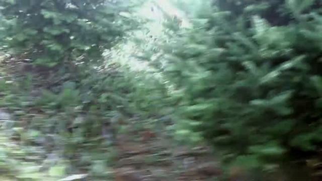 11078 Пихта Фразера срезанная 2.00 - 2.25 м смотреть онлайн