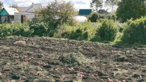 Копаем картофель. Урожай сортового картофеля Гала и Ирбитский 2023 года.