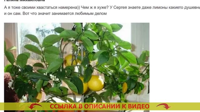 ⚠ КУПИТЬ ДЕРЕВО ЛИМОНА В СПБ