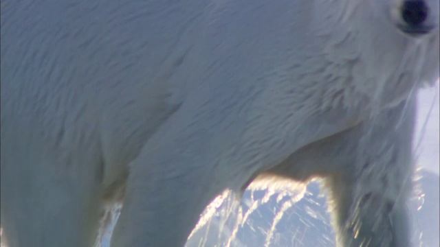 Белый медведь: Шпион во льдах 1 серия (документальный сериал, 2010)