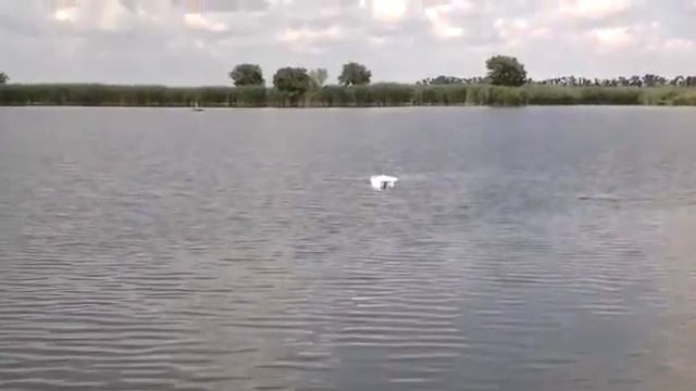 Прикормочный кораблик ( на воде ) смотреть онлайн