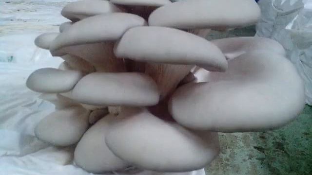Вёшенка