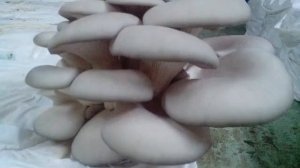 Вёшенка