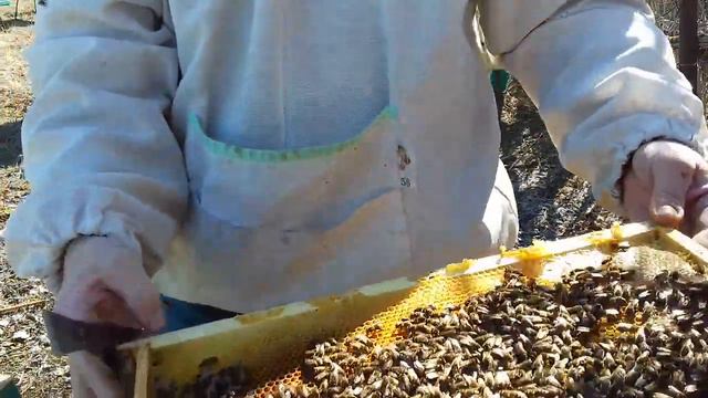 Начинаем пересаживать, итоги зимовки, трутневый расплод, супер семья !!! смотреть онлайн