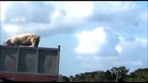 Бешаная  свиня.