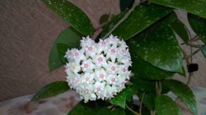 И снова цветет хойя Паразитика Лао