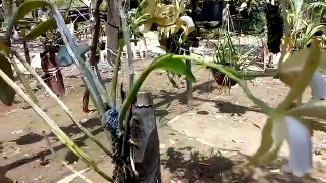 Cattleya forbesii,quem disse que não Florence em lugares com baixa umidade? смотреть онлайн