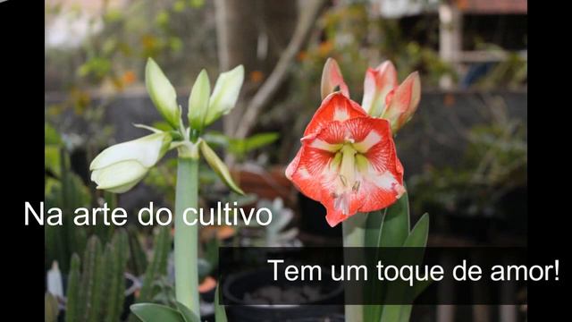 Hippeastrum-Amaryllis dos botões à floração смотреть онлайн