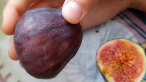 Обзор|фрукта инжир!