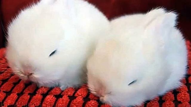 Разведение кроликов породы Гермелин как бизнес идея | Кролик Гермелин смотреть онлайн