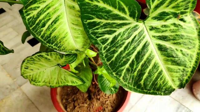 All about syngonium an indoor plant care, Arrowhead plant cutting propagation