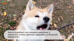 Японская акита-ину: все о породе