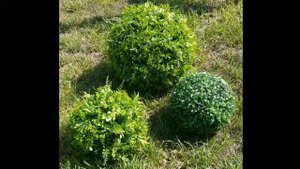 Самшитовые шары искусственные