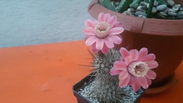 Цветение царицы ночи.Cacteen Flowers.Selenicereus Grandiflorus.269