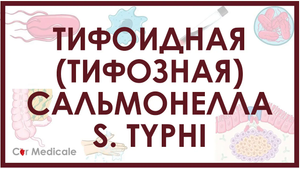 Тифоидная (тифозная) сальмонелла - S. Typhi - микробиология, патогенез, симптомы, лечение