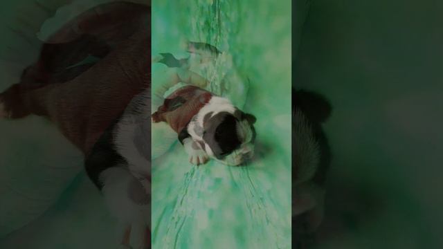 Щенки бостон терьера, питомник Терра Балтика смотреть онлайн