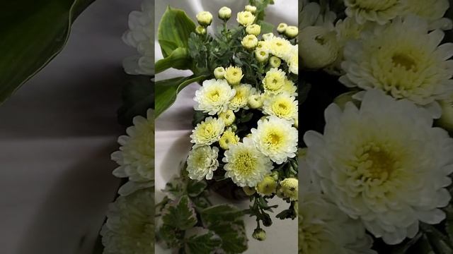 Хризантема мультифлора Gigi white  хризантема цветы chrysanthemumflower мультифлора