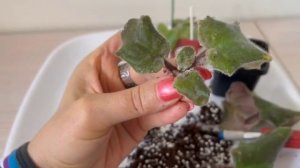 Переукоренение фиалок в чистый перлит//Rejuvenation of violets in perlite.