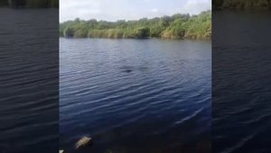 Крокодил в Астрахань в реке !