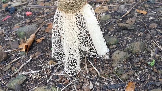 Hongo Phallus indusiatus 2020 смотреть онлайн